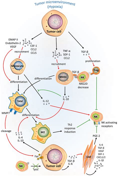 Frontiers The Critical Role Of The Tumor Microenvironment In Shaping