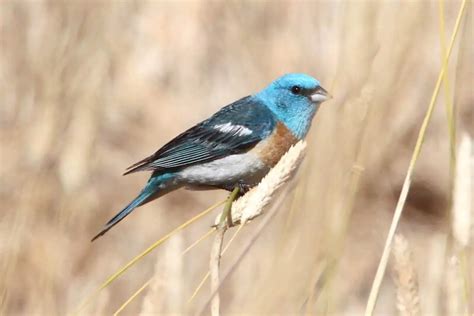 Facts About Lazuli Buntings With Photos Bird Feeder Hub