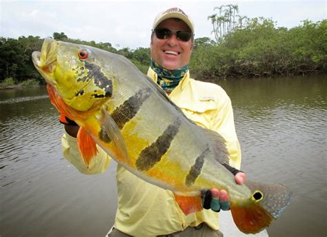 Como Pescar Tucunar S Iscas Artificiais Pesca De Tucunare