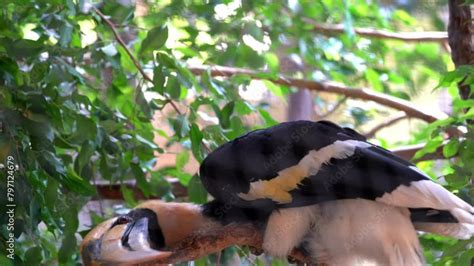 Great Hornbill Buceros Bicornis Also Known As The Concave Casqued