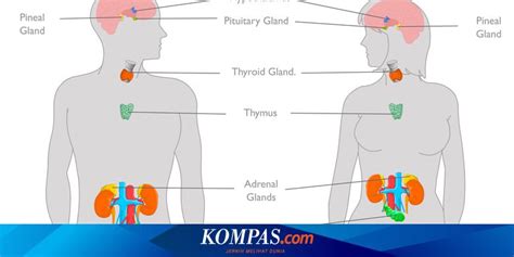 Mengenal Sistem Endokrin Dan Zat Yang Dihasilkan Tiap Organ