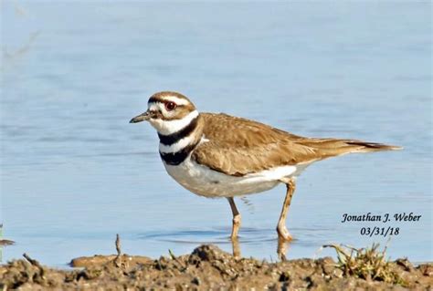 Spring Killdeer Migration - Trapperman Forums