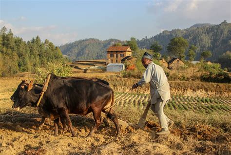 agriculture.nepal Archives - True Wind Healing Travel