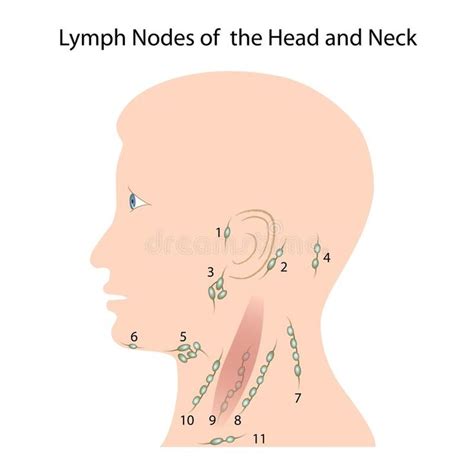 Lymph nodes of the head and neck. Illustration of Lymph nodes of the ...