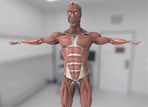 Anatomía virtual modelos anatómicos en 3D Health Literacy Hub