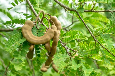 Cu Nto Tarda En Dar Frutos Un Rbol De Tamarindo Huerto En Casa