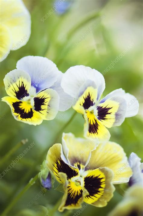 Pansy Viola X Wittrockiana Envy Stock Image C0108675 Science