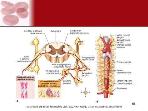 Intro To The Nervous System Ppt Download