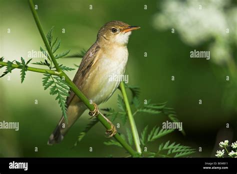 Marsh Warbler Acrocephalus Palustris Sitting On Stalk Close Up Stock