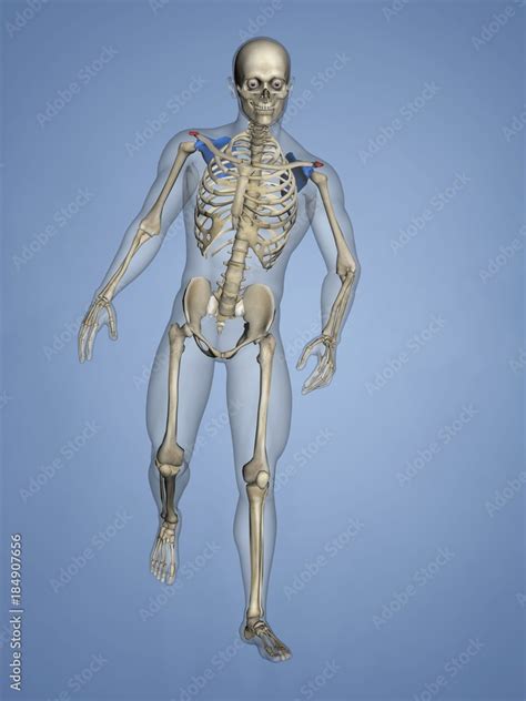 Acromion Of Scapula M Skel Scapula Acromion 18 3d Model Stock Illustration Adobe Stock