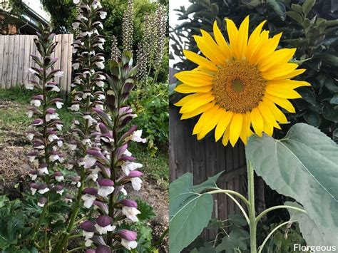 Top 9 Tall Perennial And Annual Flowers To Grow Florgeous