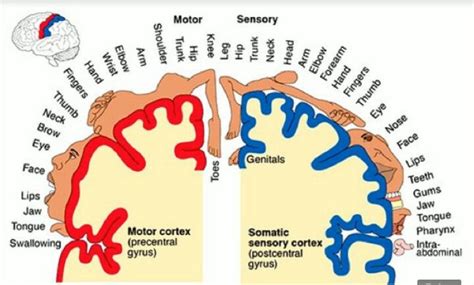 Homunculus Brain Anatomy Motor Cortex Homunculus