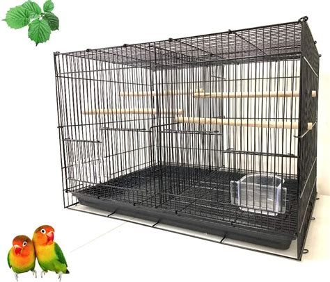 Breeding Quaker Parrots | Step by Step Guide - WooParrot