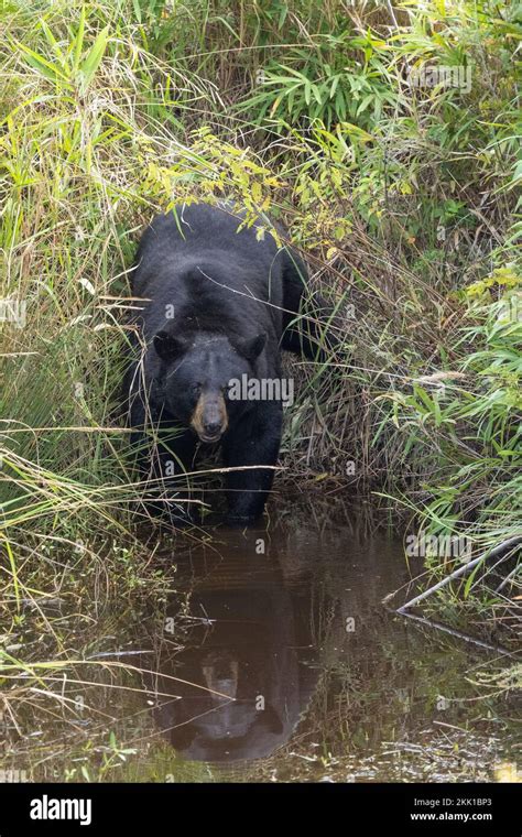 American Black Bear Ursus Americanus Preparing To Swim Across A