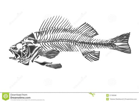 Skeleton Fish Royalty Free Stock Photos Image 21789588 Fish