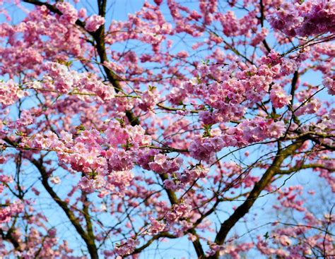 Une Naissance Un Arbre Mairie De Cavan