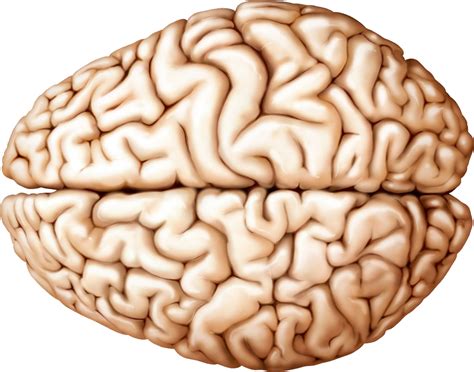 Brain Png Transparent Image Download Size 1024x805px