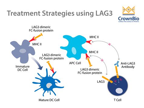 Lag3：一种有前途的新型癌症免疫治疗靶点 Crown Bioscience