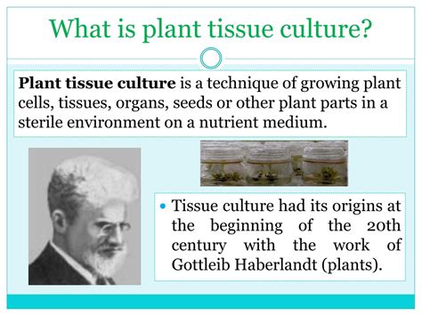 Ppt Plant Tissue Culture Powerpoint Presentation Free Download Id 9421302