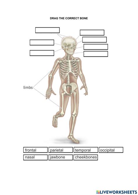 Bones Exercise For Sexto De Primaria Live Worksheets