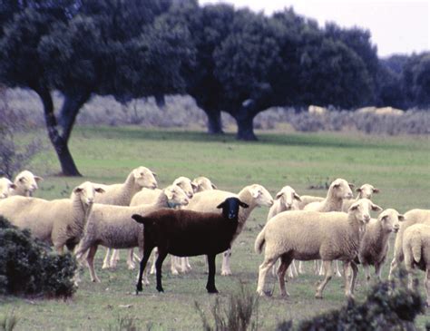 Black Sheep In A Flock In Santa Mar A Sando Salamanca Spain Photo