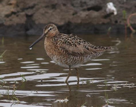 Short-billed Dowitcher - St. Paul Island Tour