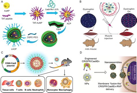 Delivery Of Crispr Cas By Novel Strategies For Gene Therapy Wang