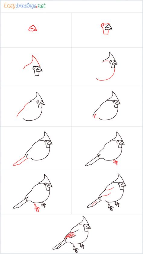 How To Draw A Cardinal Bird Step By Step [11 Easy Phase And Video]