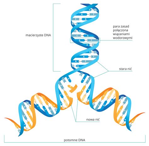 I 2 GENETYKA NOŚNIK INFORMACJI GENETYCZNEJ DNA klasa VIII