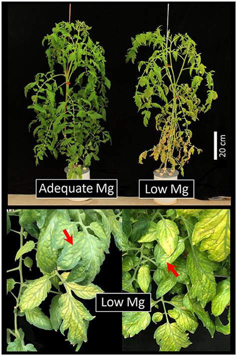 Frontiers Physiological Essence Of Magnesium In Plants And Its