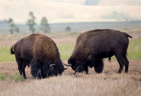 Bison Fighting stock image. Image of hoofed, icon, meadow - 99396647