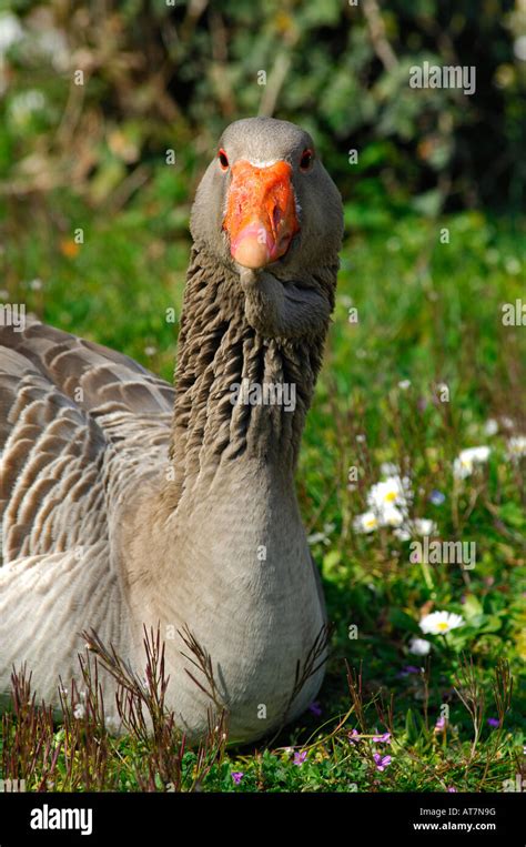 Toulouse Goose With Dewlap Stock Photo Alamy