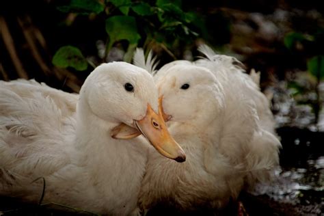 Top 10 Duck Breeds