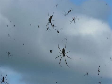 Vous verrez plus d araignées au cours de la semaine prochaineVoici