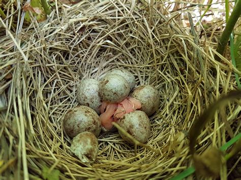 Bobolink nest success – BECO