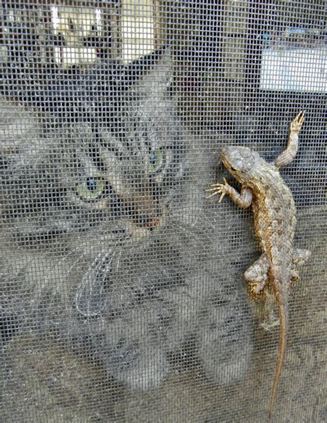 2013-0525-03 Cat and lizard by czoo on DeviantArt