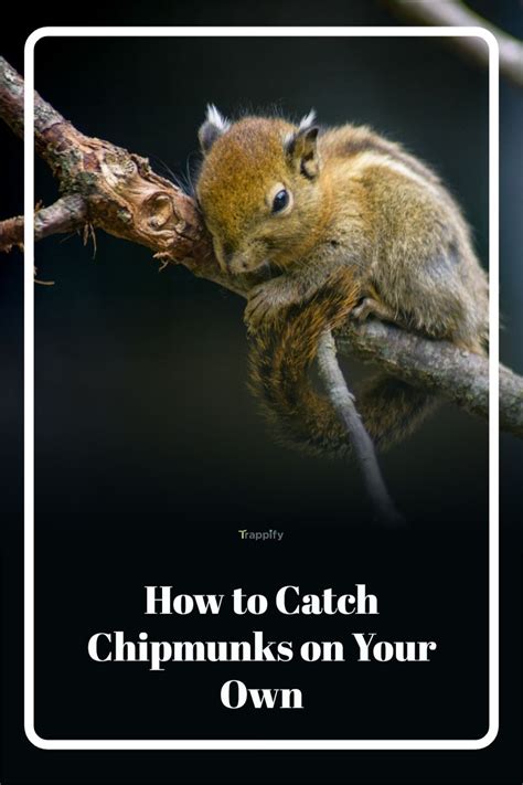 How To Catch Chipmunks On Your Own