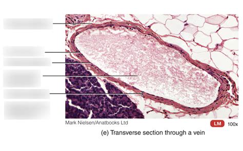 Vein Transverse Section Diagram Quizlet