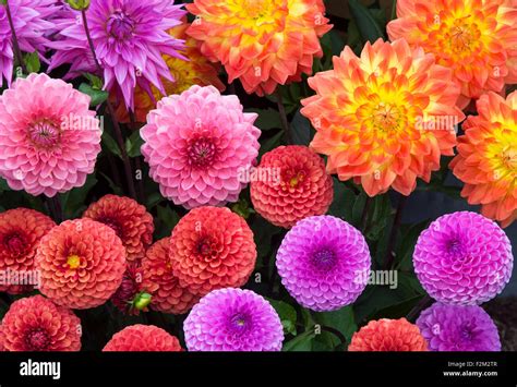 Varieties Of Dahlia Flowers At A Flower Show Uk Stock Photo Alamy