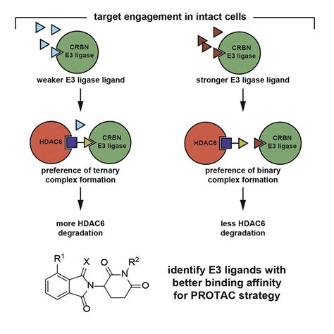 A Cell Based Target Engagement Assay For The Identification Of Cereblon