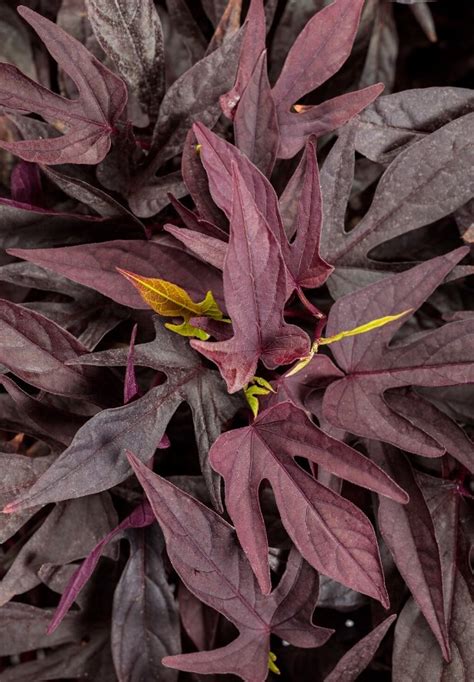 Sweet Caroline Upside Black Coffee Ornamental Sweet Potato Vine