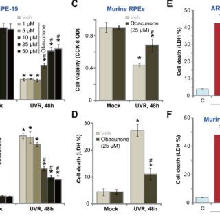 Obacunone Attenuates Uvr Induced Cytotoxicity In Rpe Cells Arpe