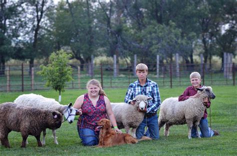 Registered Romney Sheep and Blue Faced Leicester Breeding Stock