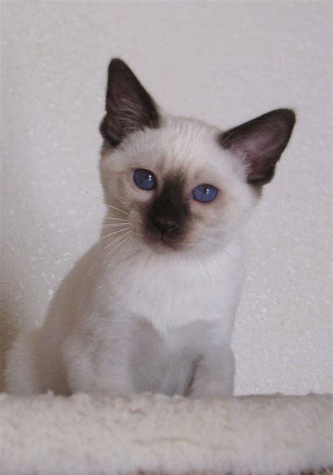 chinki siamese - Google Search #siamesecatkittens | Siamese cats blue ...