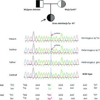 Trio Pedigree Upper Panel Dna Electropherograms Showing The Sequence