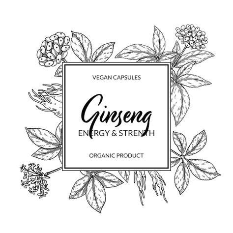 Premium Vector Ginseng Square Design Hand Drawn Botanical Vector