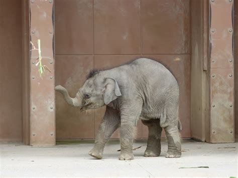 やまこじ On Twitter 草を高く投げた赤ちゃん🐘 できる事がどんどん増えてきた 東山動植物園 アジアゾウ T