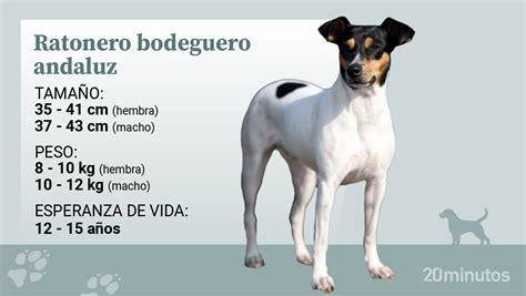 El ratonero bodeguero andaluz el primer perro español en declararse