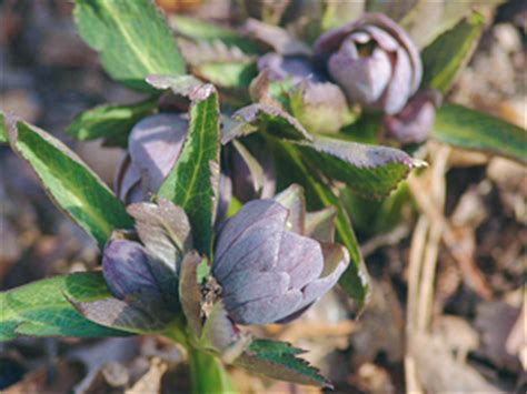 Elleboro Rosa di Natale | Giardinaggio - Bricoportale