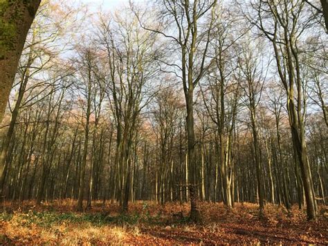 Blackwood Forest (Winchester, England): Top Tips Before You Go (with ...